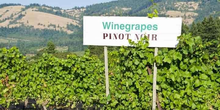 Hemligheten bakom de intensivt mörka Pinot Noir-druvorna