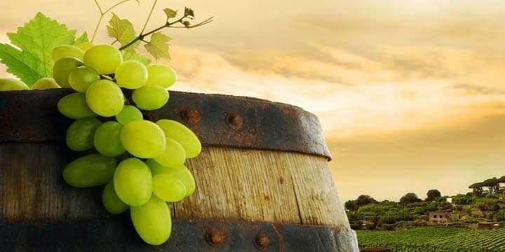 Sauvignon Blanc från Nya Zeeland