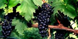 Sangiovese – En Italiensk klassiker