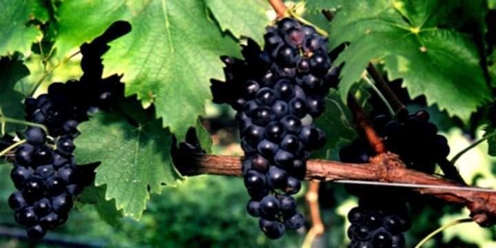 Sangiovese – En Italiensk klassiker