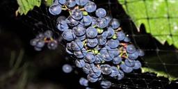 Vi introducerar: Baco Noir
