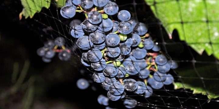 Vi introducerar: Baco Noir