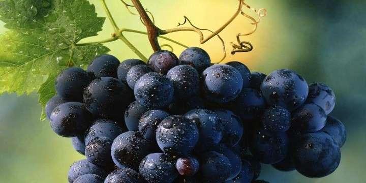 Nybörjarguide till Malbec!