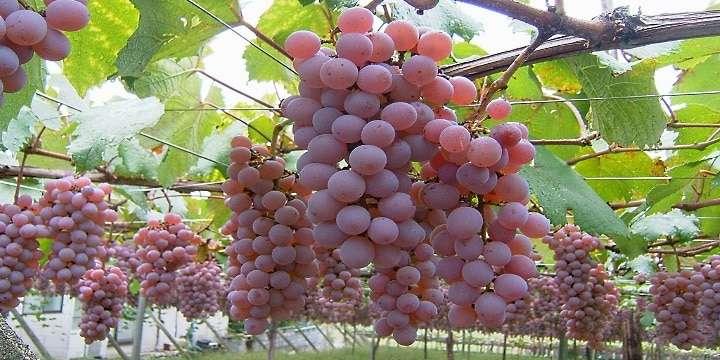 Vin i Japan handlar inte bara om Saké