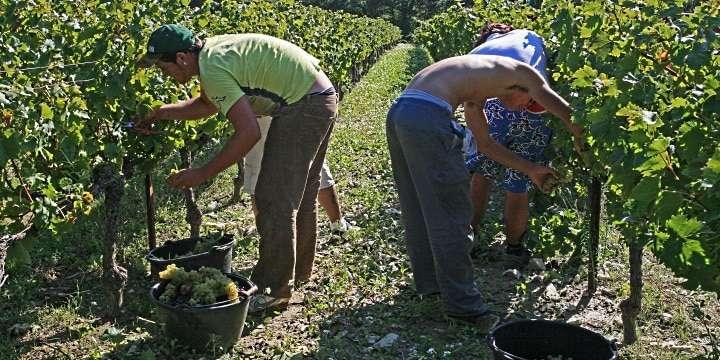 Vad är så unikt med Fairtradeviner?