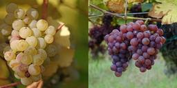 Gewürztraminer eller Riesling?