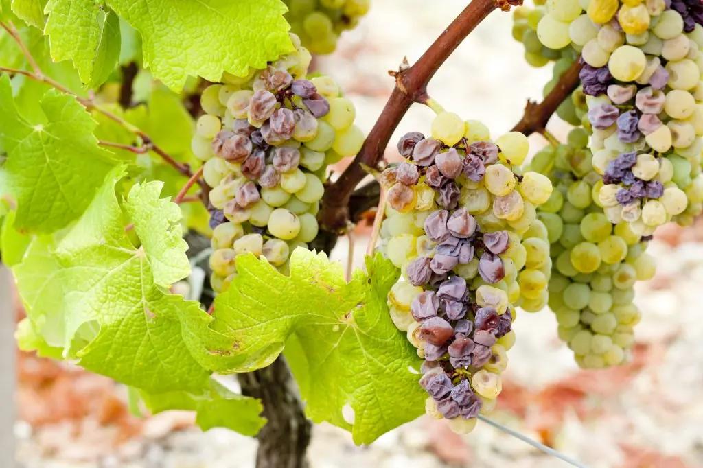 Sauternesvin