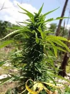 Trendspaning Kalifornien: Igår vin – idag marijuana