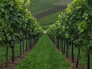 Vinentusiast och mångalen?