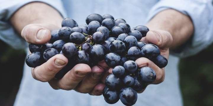 Historisk tillbakablick: vinet föddes i Georgien