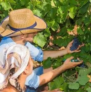 Inte bara sol och sand – vinturismen är här för att stanna!