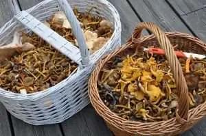 Kanongod skogssvampsoppa med tryffel och sherry och vitt vin från Argentina