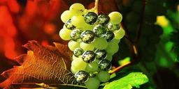 Vinproducenter måste tänka utanför boxen
