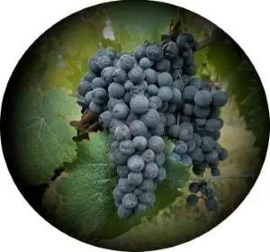 Smaka på druvan Refosco med vintips!