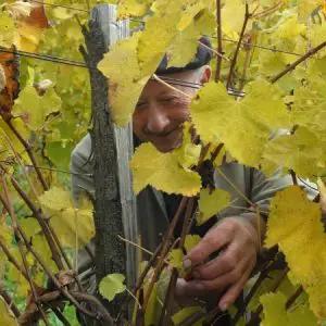 Chiles viner på frammarsch