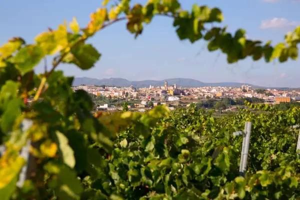 Vintips: röda viner från Valencia