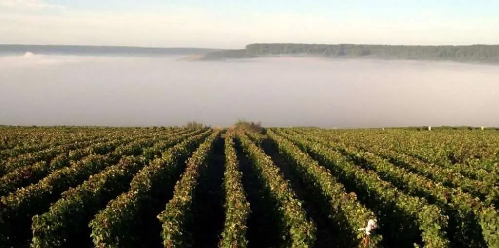 Champagneregionen – En resa genom ett sprudlande landskap