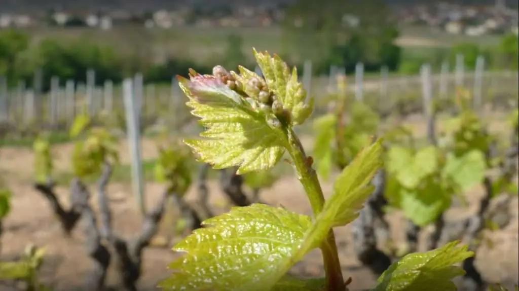 Beaujolais – både kvantitet och kvalitet!