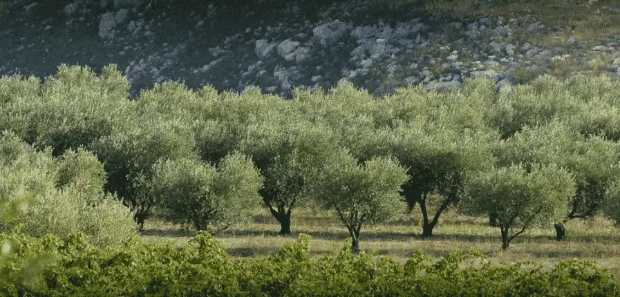De bästa vingårdarna i Herault och Gard – Din insiderguide