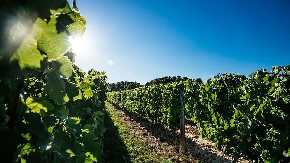 Aude – Languedocs sydligaste utpost