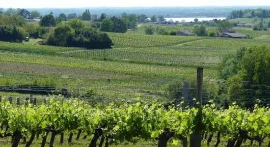 Bourg och Blaye – den äldsta vinregionen i Bordeaux!