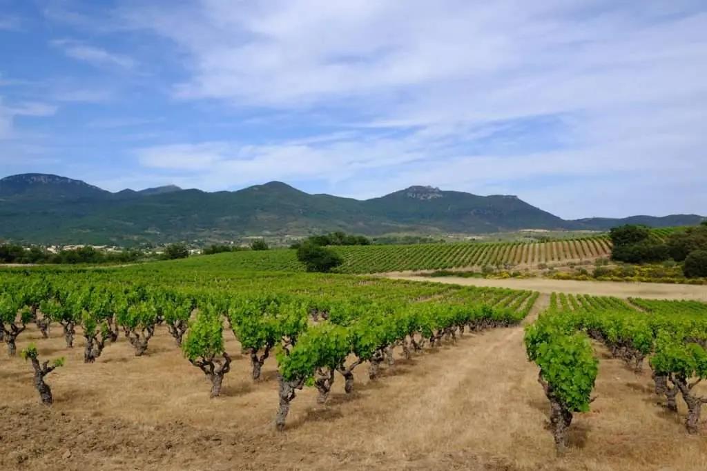 De bästa vingårdarna i Herault och Gard – Din insiderguide