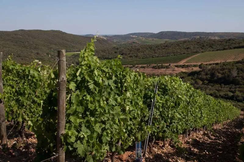 De bästa vingårdarna i Herault och Gard – Din insiderguide