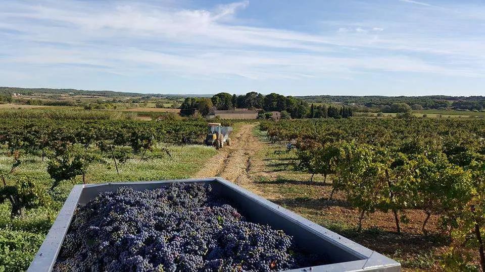De bästa vingårdarna i Herault och Gard – Din insiderguide