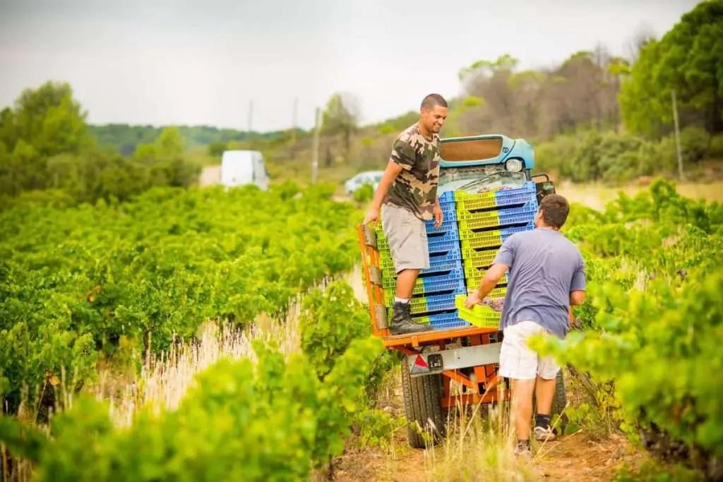De bästa vingårdarna i Herault och Gard – Din insiderguide