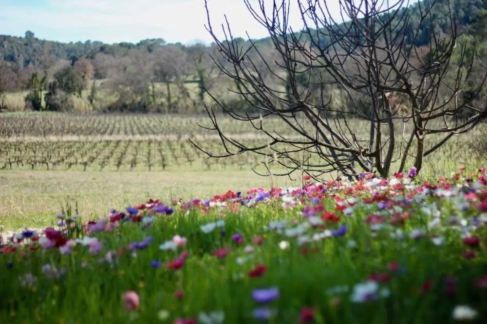 De bästa vingårdarna i Herault och Gard – Din insiderguide