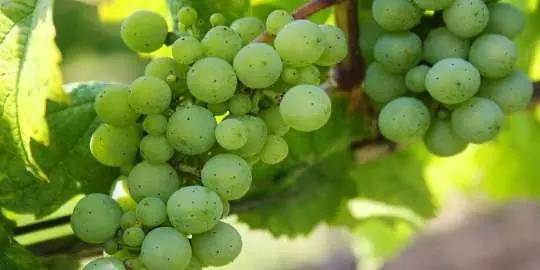 Vinho Verde - gröna druvor