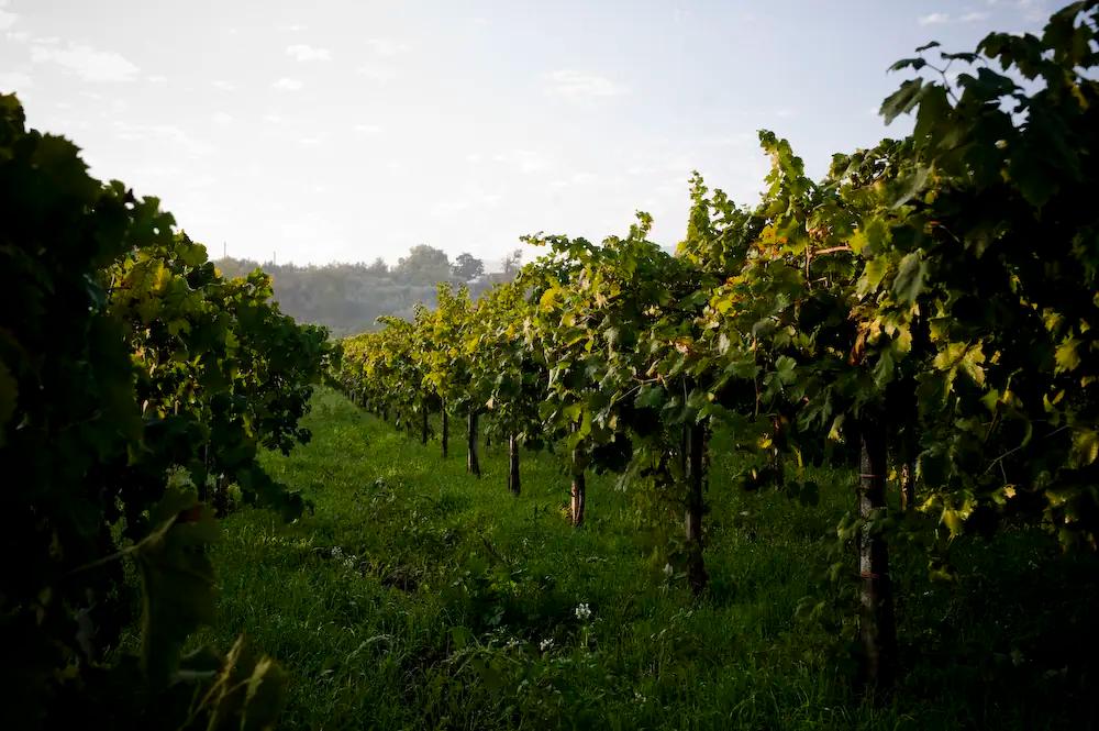 Vinregionerna Central Marche och Lazio – Din insider guide till två av Italiens bästa vinregionerna och dess vingårdar