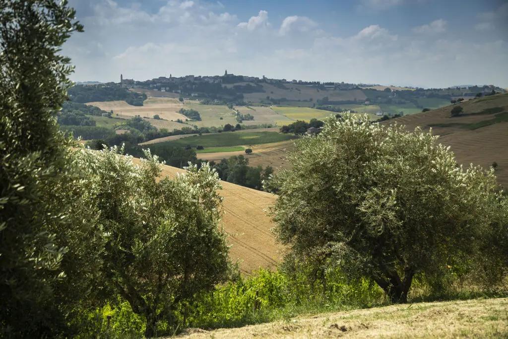 Vinregionerna Central Marche och Lazio – Din insider guide till två av Italiens bästa vinregionerna och dess vingårdar