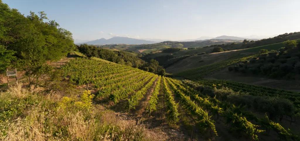 Vinregionerna Central Marche och Lazio – Din insider guide till två av Italiens bästa vinregionerna och dess vingårdar