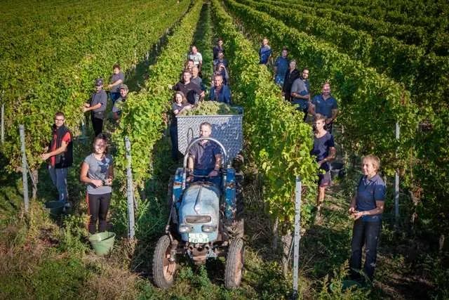 Pfalz – Tysklands nästa största vinregion