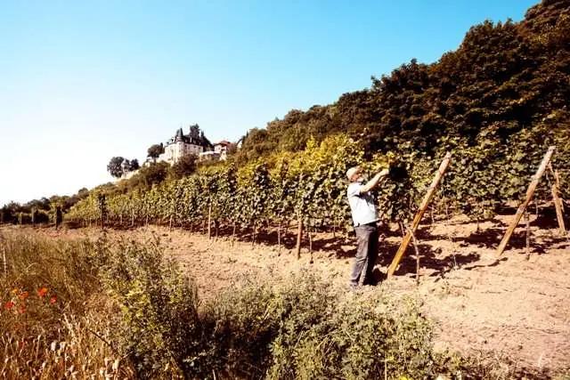Pfalz – Tysklands nästa största vinregion