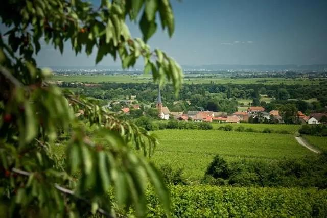 Pfalz – Tysklands nästa största vinregion