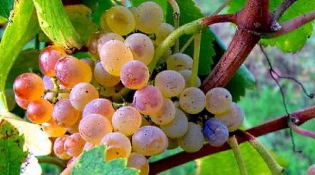 Fiano - rosa druvor