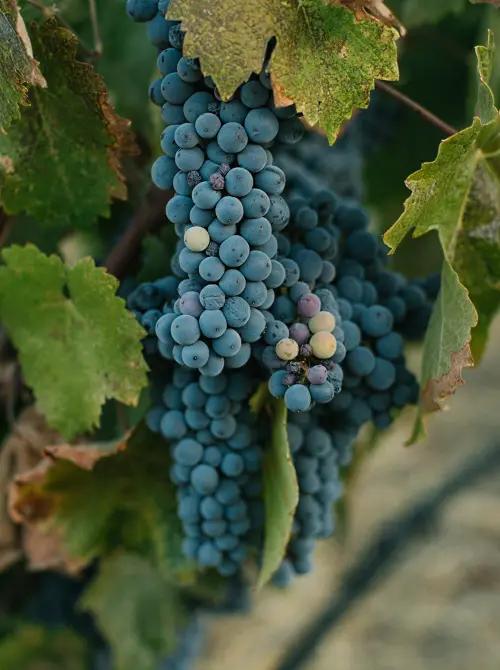 vinlandet-chile-klase-röda-druvor