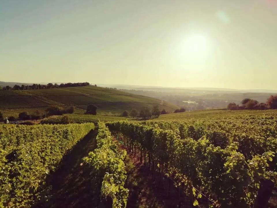Vinregionen Franken i Tyskland – din insiderguide till de bästa vingårdarna i området