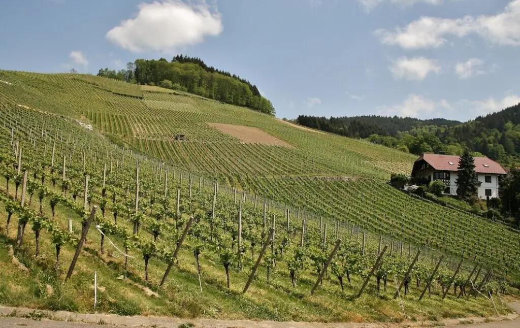 Stephano Winery
