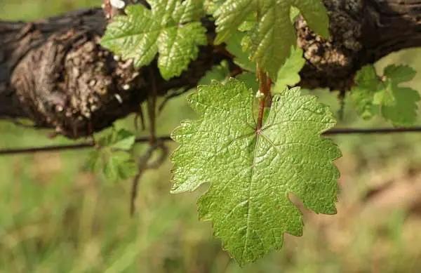 gammal vinstock - vinblad