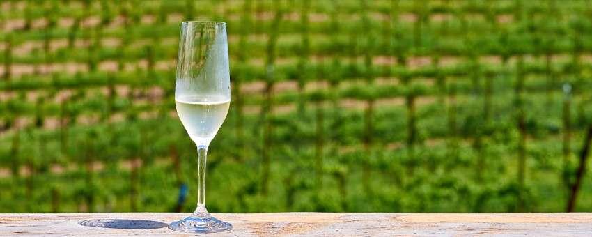 Skånskt vin – Sveriges Napa Valley!