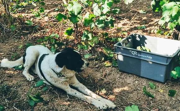 Raza Pet Nat - hund i vingården