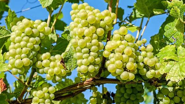 Sauvignon Blanc druvor