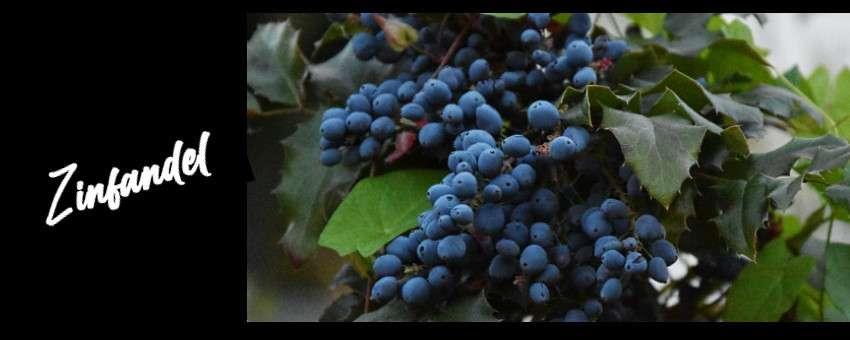 Provat en Zinfandel någon gång?