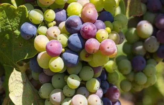 Zinfandel - vit zinfandel druvor