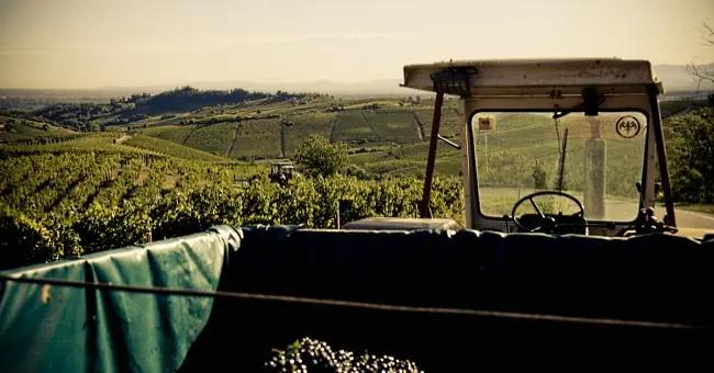 Barbera d'Asti - arbete i vingården