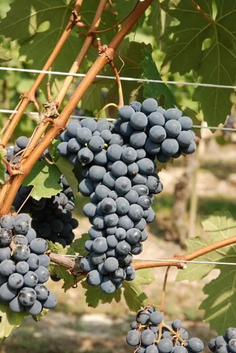 Barbera d'Asti - druvan Barbera