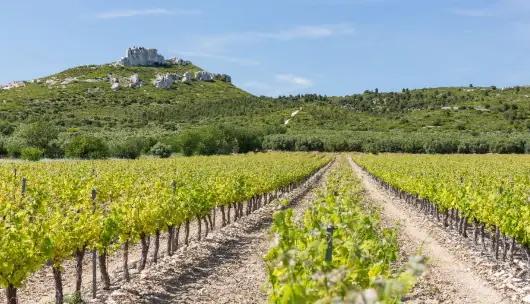 Provence – Frankrikes äldsta vinproducerande region